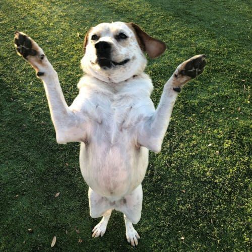 Cattle dog Olivia jumped for joy when her daily dog walker took her to the neighborhood park to play