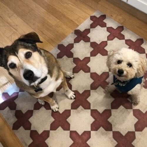 Sibilings Emma and Willie waiting patiently for treats from their favorite pet sitter in Phoenix, AZ.