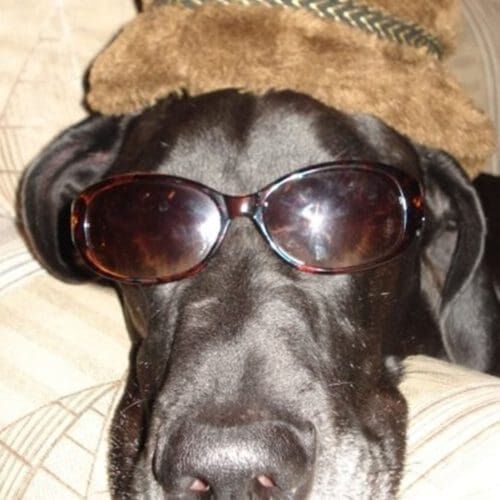 Large black Great Dane sleeping with sunglasses and a hat on.