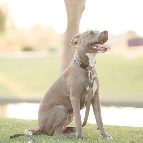 Grey pitbull puppy Miska, Luna, poses for his dog photoshoot with FurBabies & Friends in Glendale, AZ.