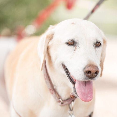 FurBabies & Friends can provide service outside of area for an additional fee FurBabies & Friends can provide service outside of area for an additional fee