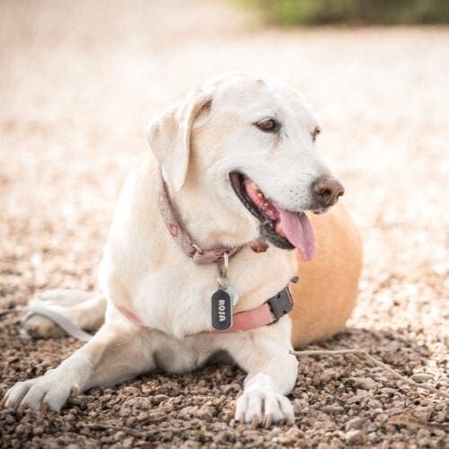 Rosa the senior Lab lying down for her professional dog photoshoot with FurBabies & Friends in Glendale, AZ.