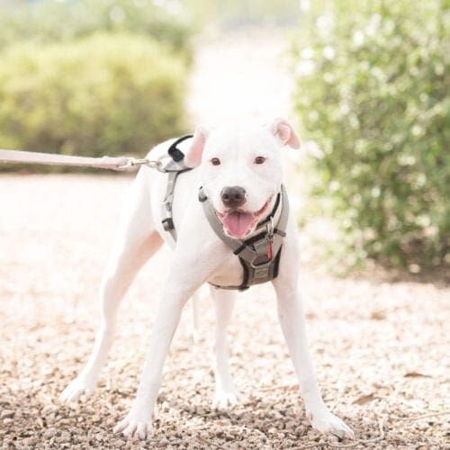 Snow the white pitbull was a bit fearful during her first dog photoshoot but managed to get a few cute pictures.