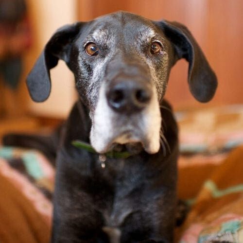 Senior black Great Dane gets in home pet care with day time drop in visits and overnight care in Glendale, AZ. Senior black Great Dane gets in home pet care with day time drop in visits and overnight care in Glendale, AZ.