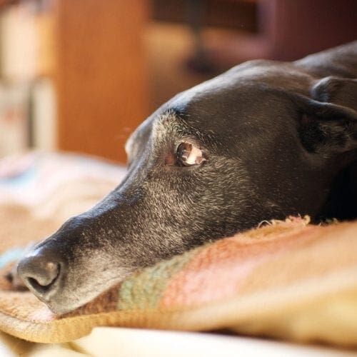Vito the black great dane lying down during his rainbow bridge end of life photography session.