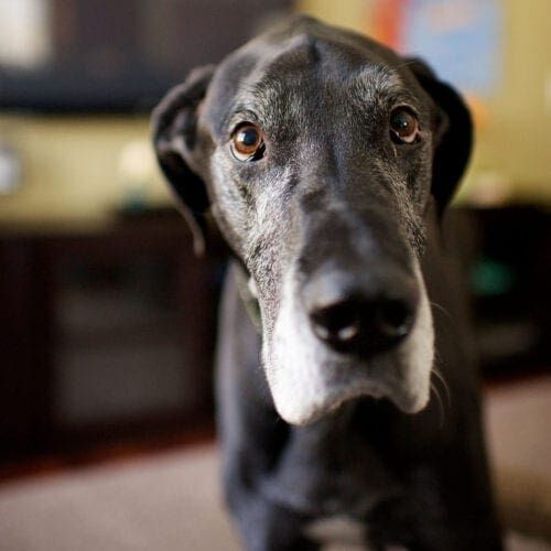 If you are having difficulties with your furbaby at your house, or anywhere for that matter, we can help! Please contact us immediately to start correcting these bad behaviors that are creating chaos and conflict in your life. Through the use of positive reinforcement dog training, we can help teach both you and your dog the skills you need for a long term successful relationship. Black Great Dane Vito taking a candid picture during a photo session