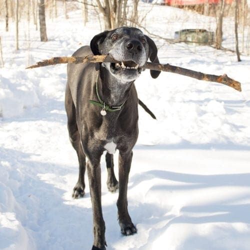 Vito the black great dane playing with a stick during his rainbow bridge end of life photography session.