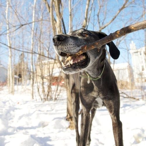 Vito the black great dane playing with a stick during his rainbow bridge end of life photography session.