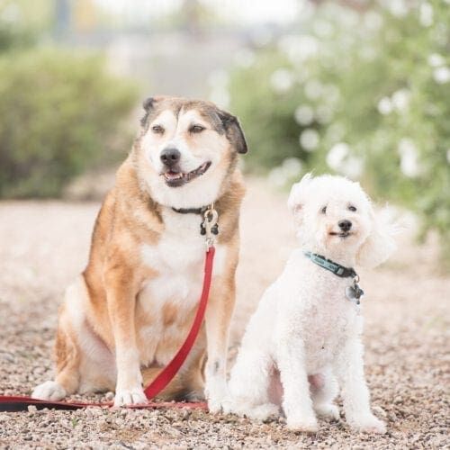 Two dogs sitting outside. Furbabies & Friends drop in pet sitting visits always include all basic care including food, water, treats, waste pick up, exercise and of course lots of love and affection. Two dogs sitting outside. Furbabies & Friends drop in pet sitting visits always include all basic care including food, water, treats, waste pick up, exercise and of course lots of love and affection.