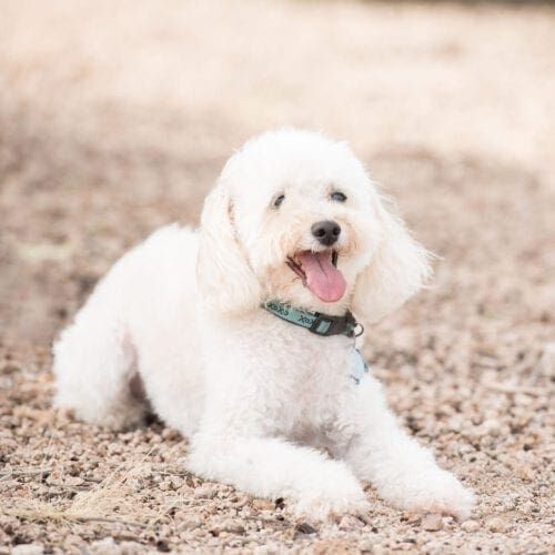 Willie a small white dog, lies down and poses during his dog professional photography session with Furbabies & Friends in Glendale, AZ.