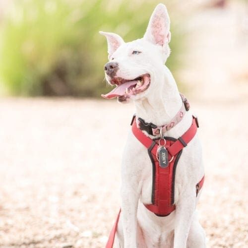 How To Contact FurBabies & Friends Phoenix, AZ Zoey the white pitbull smiles widely during her dog friendly photoshoot with FurBabies & Friends in Glendale, AZ.