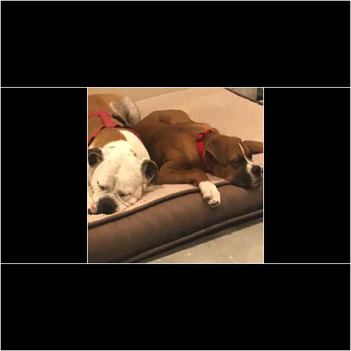 Two dogs resting on a dog bed after a successful introduction.