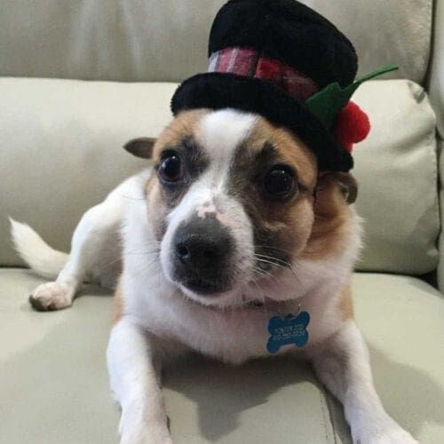 Chihuahua mix Paco the Taco a foster dog in a top hat.