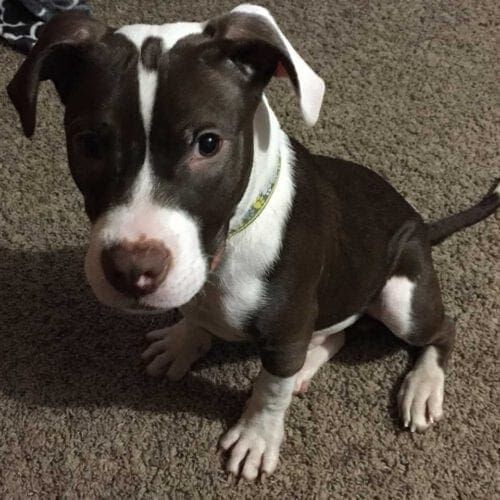 Brown and white pitbull foster puppy royce.