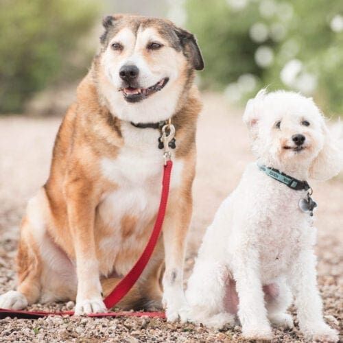 Emma and Willie sit perfectly next to each other during their professional dog photoshoot with FurBabies & Friends in Glendale, AZ.