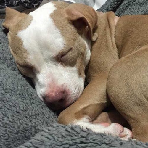 Jasper, a fawn and white pitbull puppy, snoozes contently after a busy day at his foster home.