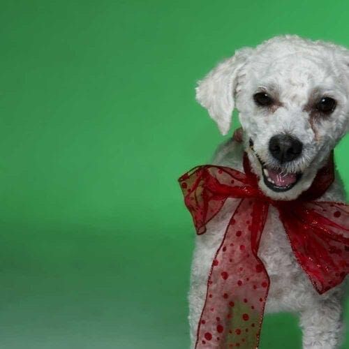 Stella, a Llashapoo, was Kristie's second dog, wearing a big red Christmas bow.