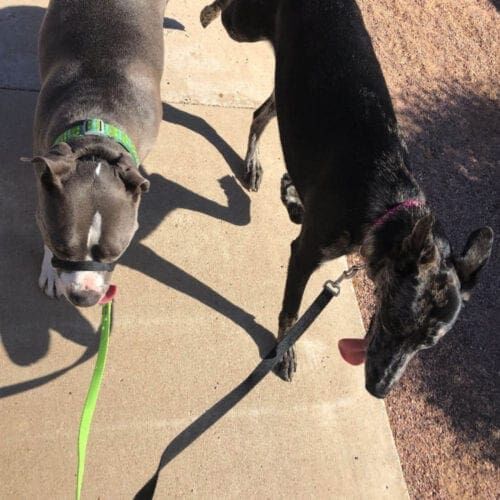 2 dogs walking together with positive reinforcement dog trainer Kristie Halverson with FurBabies & Friends in Glendale, AZ.
