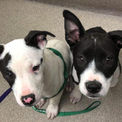 Pitbull mix foster brothers, Buster and Oreo, being picked up from the Arizona Humane Society for foster care.