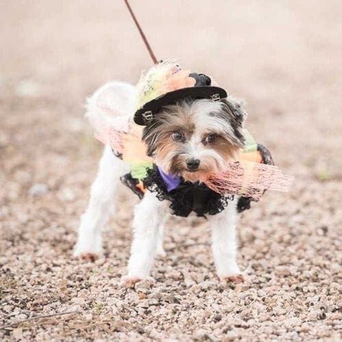 Breezy the Yorkie dressed up in a Halloween Costume poses for her dog photoshoot with FurBabies & Friends in Glendale, AZ.