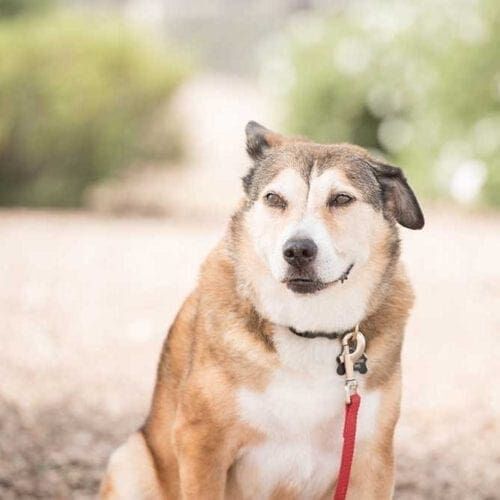 Emma the Shepherd mix, poses for her dog photoshoot with FurBabies & Friends in Glendale, AZ.