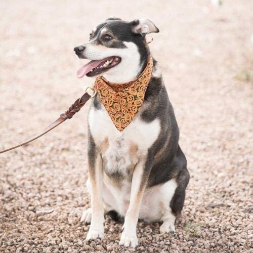 Roxy the Shepherd mix sits perfectly still during her professional dog photo shoot in Glendale, AZ.