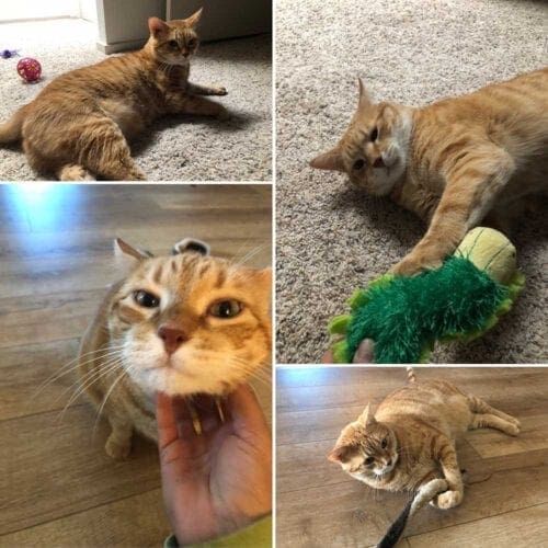 Orange cat pictures sent by a pet sitter during an in home pet sitting drop in visit in Glendale, AZ.