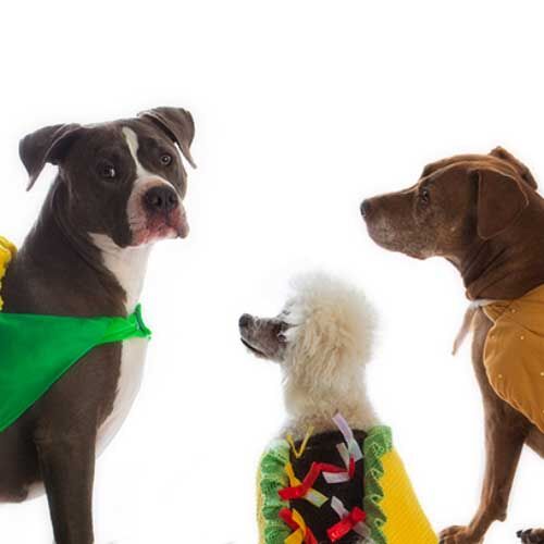 FAQ's for FurBabies & Friends Pet Care Service Provider in Phoenix, AZ FAQ's for FurBabies & Friends Pet Care Service Provider in Phoenix, AZ