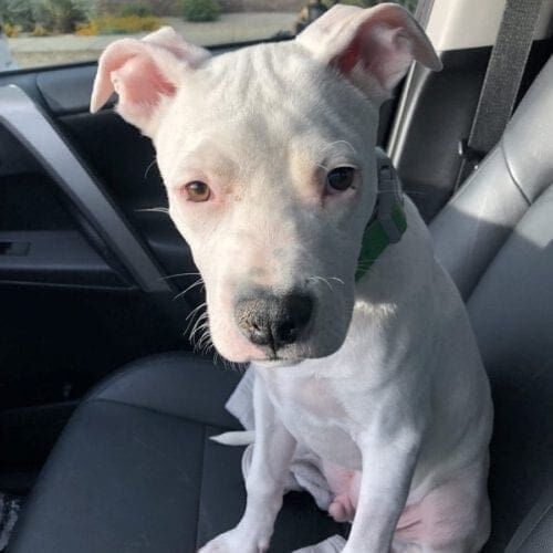 White pitbull foster puppy Yoda on his freedom ride to his new foster home.