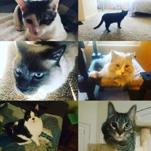 Photos of cute cats is definitely a huge benefit of being a pet sitter at FurBabies & Friends. Photos of cute cats is definitely a huge benefit of being a pet sitter at FurBabies & Friends.