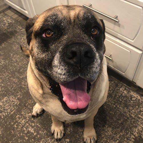 Tan mastiff waiting patiently for his dinner during a pet sitting drop in visit in Phoenix, AZ.