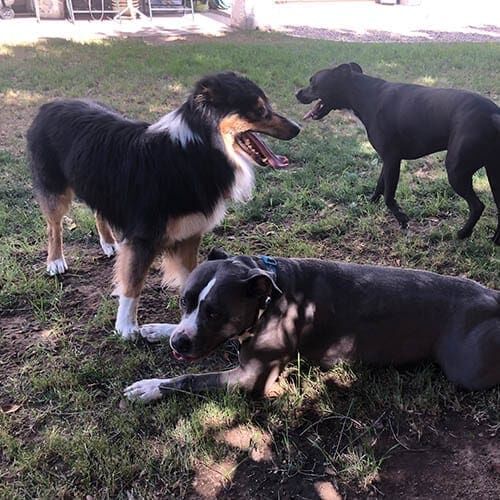 Three dogs hanging out in the shade after a fun play session
