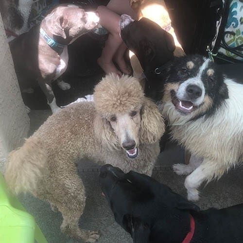 Two dogs smiling contently at the camera while wet and dirty during a canine playdate.
