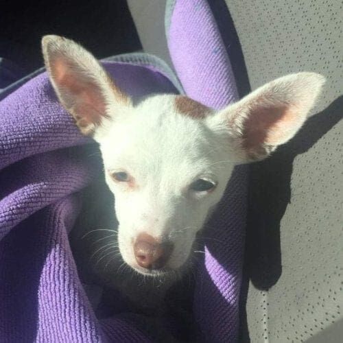 White chihuahua mix and foster dog Dottie McSpotty on her freedom ride to her foster home.