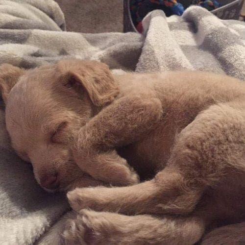 Little lab mix foster puppy Daisy May curled up and sleeping after an eventful day in her new foster home.