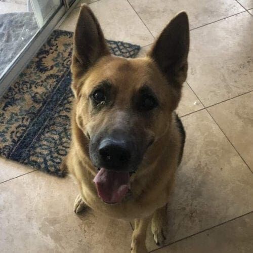 German Shepherd Scout is always excited to see his pet sitters when his family is on vacation.
