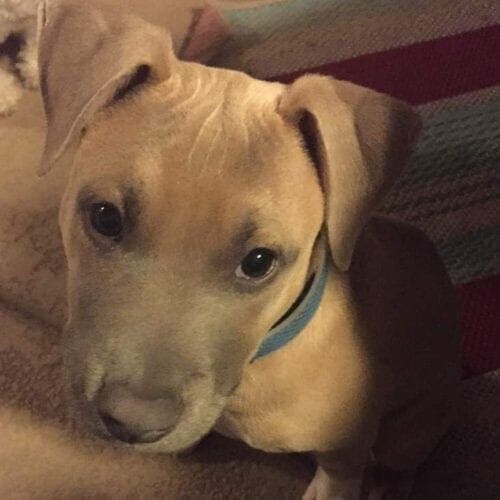 Pit Bull Puppy and Saved AHS Parvo puppy, Simba Pit Bull Puppy and Saved AHS Parvo puppy, Simba