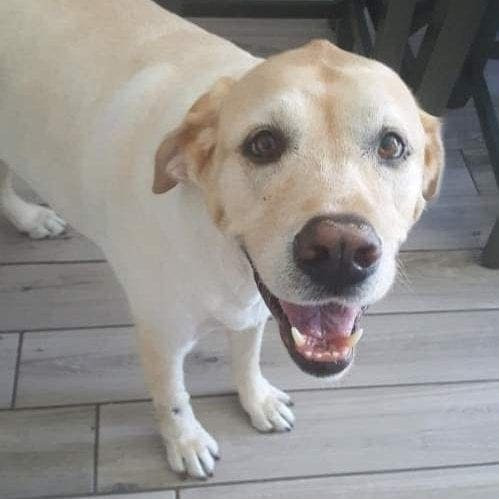 Senior special needs lab Marley getting a little extra TLC during pet sitting so ensure he ate his food comfortably.
