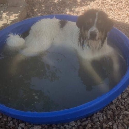 Columbus trying to cool off in the kiddie pool during a hot Phoenix dog playdate session.