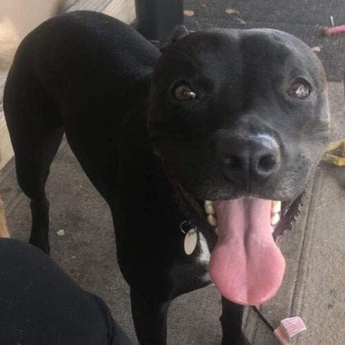 Black pitbull Imp is always happy after her weekly dog walking by bonded and insured dog walkers in Glendale, AZ.