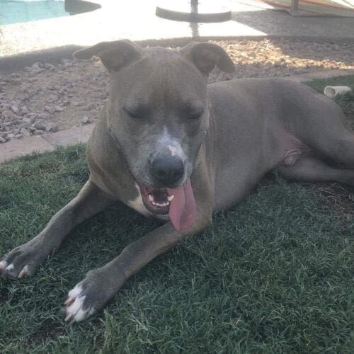 Blue nose pitbull puppy named Miska resting after a play session