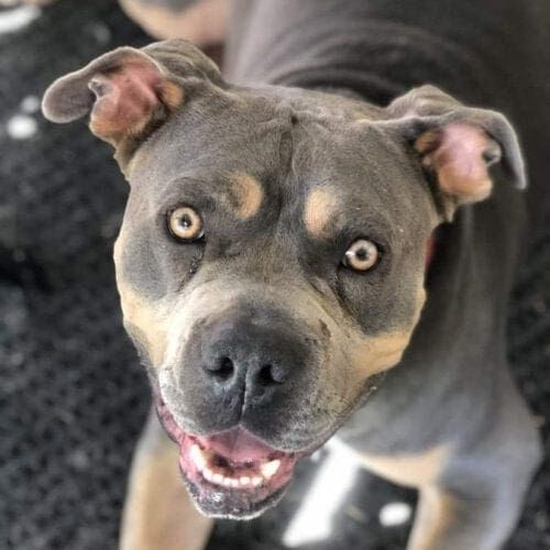 Close-up of and American Bulldog named Beau during a pet care visit