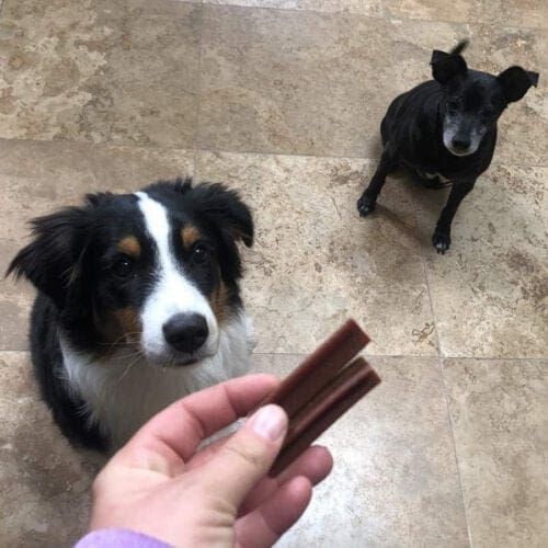 Dogs named Koda and Max receiving treats during a pet sitting visit in Glendale, AZ.