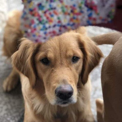 Golden Retriever Jazzy got an extra special treat for her birthday from her daily dog walker.