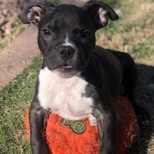 Black pitbull foster puppy Lizzo laying on a large fluffy orange ball.