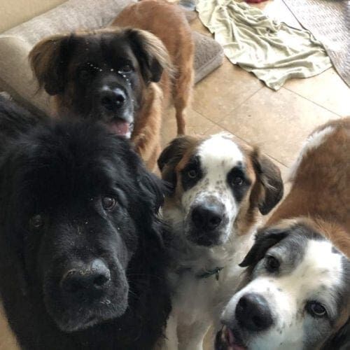 4 large breed dogs receiving pet sitting services while their mom was on vacation.