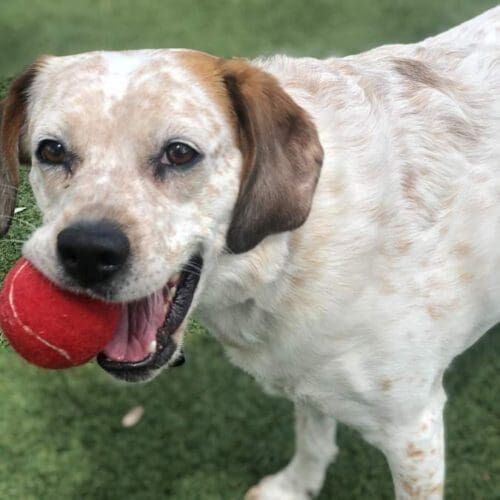 Cattle dog Olivia loved to play fetch at the dog park in her apartment complex with her daily dog walkers.