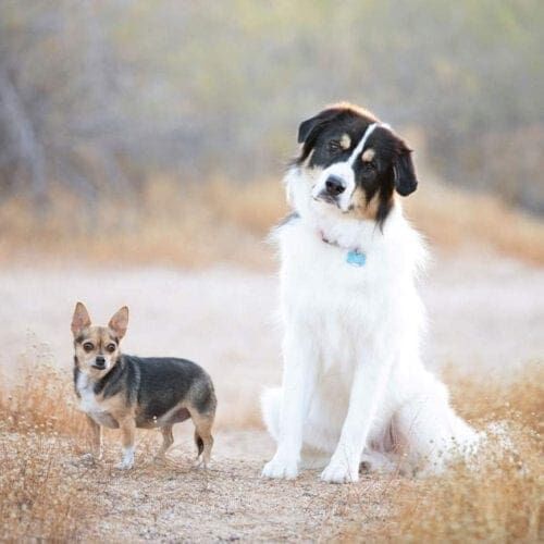 FurBabies Friends Types of Payments Accepted Columbus the Great Pyrenees Mix and his chihuahua sister Roxy pose perfectly together during their professional dog photo shoot in Glendale, AZ.