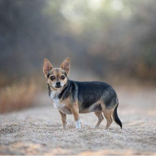 Roxy the Chihuahua looks intently at the camera during her professional dog photoshoot with FurBabies & Friends in Glendale, AZ.