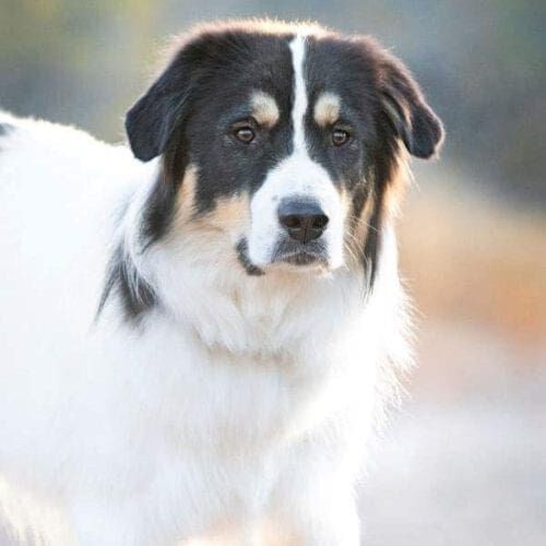 Columbus the Great Pyrenees Mix looks intently at the camera during his professional dog photo shoot in Glendale, AZ.